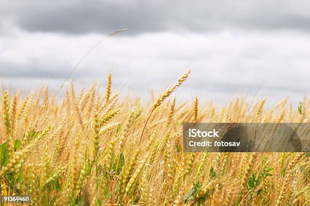 Grano Sullo Sfondo - Fotografie stock e altre immagini di Ambientazione esterna - Ambientazione esterna, Ambiente, Arredamento