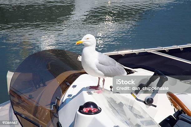 Photo libre de droit de Capitaine Mouette banque d'images et plus d'images libres de droit de Accélérateur - Accélérateur, Bec, Boussole