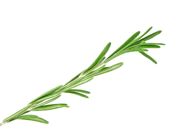 istock Rosemary isolated on white background, closeup 913644850