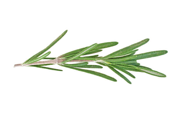 istock Rosemary isolated on white background, closeup 913644896