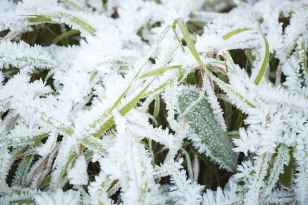 istock White frost covers green grass 913645264