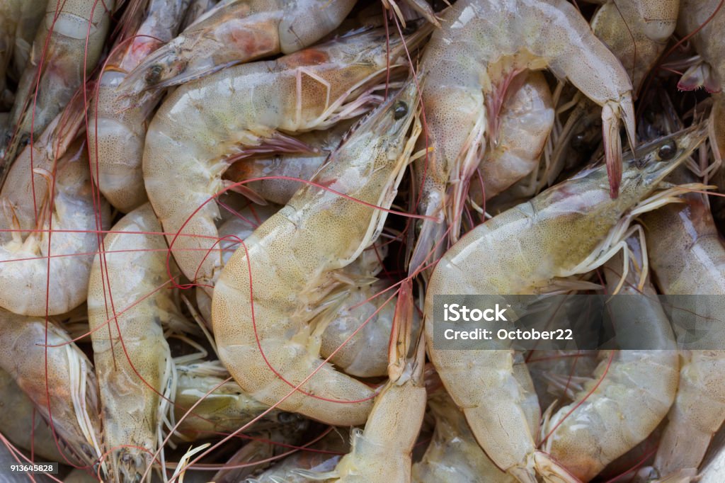 White shrimps or Litopenaeus vannamei at market in close up view.
Fresh prawn have high protein and delicious taste for every seafood menu. Homemade food concept. White shrimps or Litopenaeus vannamei at market in close up view. Fresh prawn have high protein and delicious taste for every seafood menu. Homemade food concept. Shrimp - Animal Stock Photo