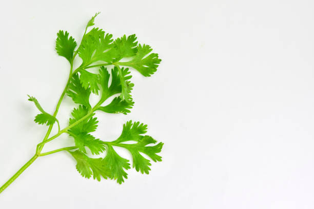 istock Closeup of coriander leaves over white background 913648872