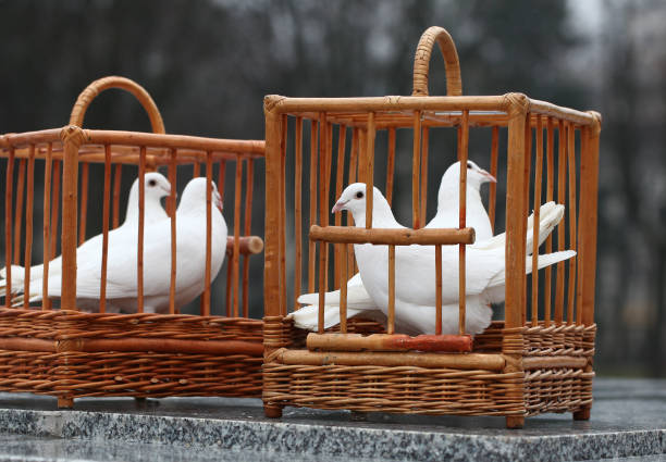 white doves in a wooden cage