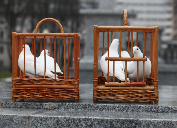 white doves in a wooden cage