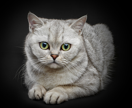 Gray cat sitting and looking, isolated on a black background.
