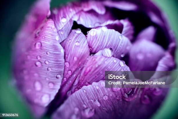 Photo libre de droit de Ultra Violet Couleur De Pantone Rayé Tulip Couvert De Gouttes De Pluie Gros Plan banque d'images et plus d'images libres de droit de Fleur - Flore