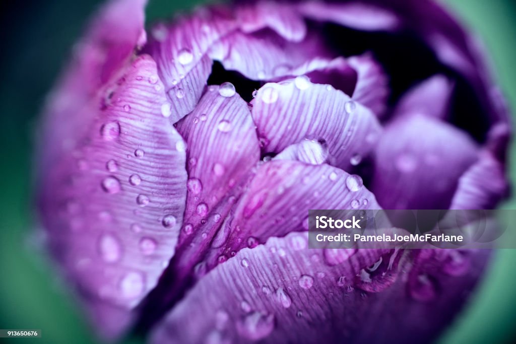 Ultra Violet Pantone Colour, Striped Tulip Covered in Raindrops, Closeup Rain drenched tulip - Utra Violet Pantone Colour of the Year, 2018


 Flower Stock Photo
