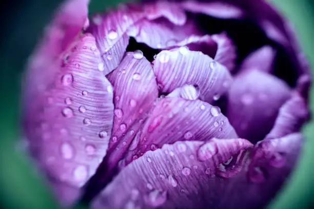 Photo of Ultra Violet Pantone Colour, Striped Tulip Covered in Raindrops, Closeup