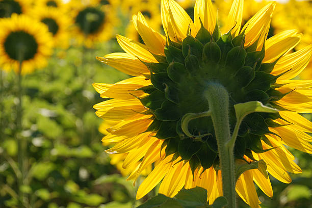 Sunflower from behind stock photo