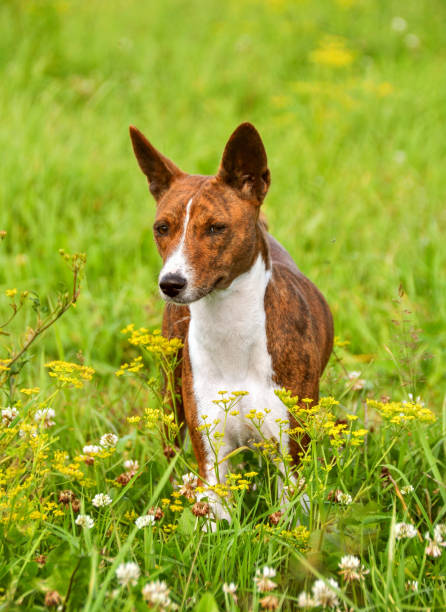 istock Basenji dog in a grass 913653170