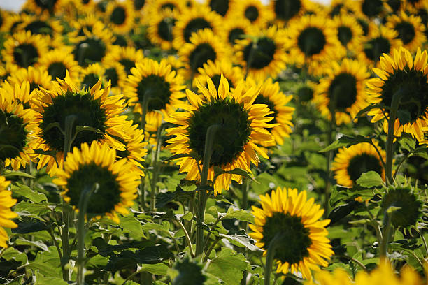 Sunflower field stock photo