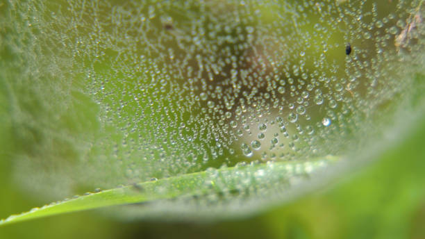 istock Drop of dew on the grass 913653774