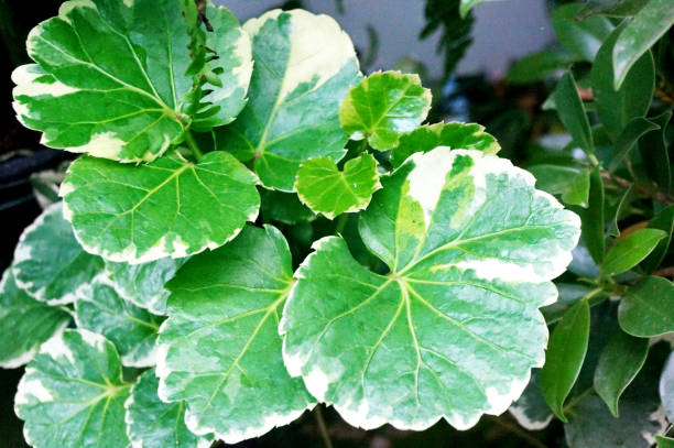 istock Closeup of ariegated Balfour aralia (Polyscias sp) 913653940