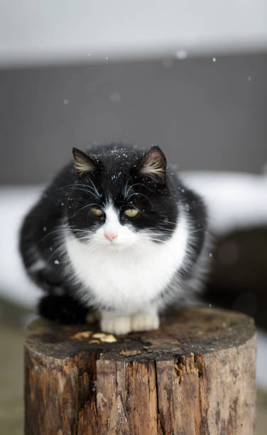 istock Domestic cat portrait 913657706