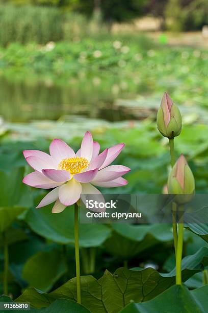 Lotus Al Jardín Foto de stock y más banco de imágenes de Agua - Agua, Belleza, Belleza de la naturaleza