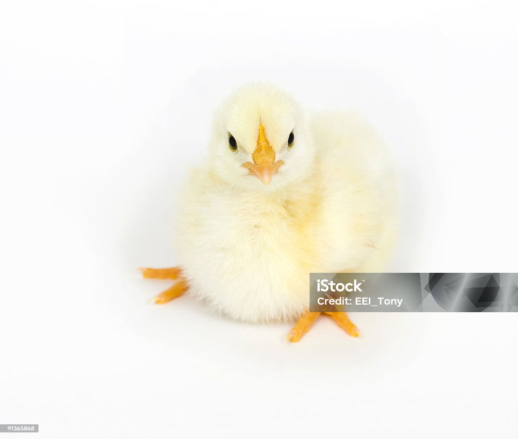 Bebé chick sentándose - Foto de stock de Agricultura libre de derechos