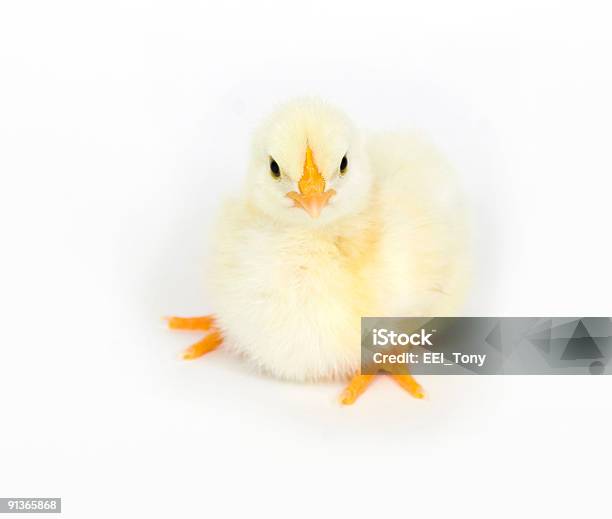 Bebé Chick Sentándose Foto de stock y más banco de imágenes de Agricultura - Agricultura, Ala de animal, Amarillo - Color