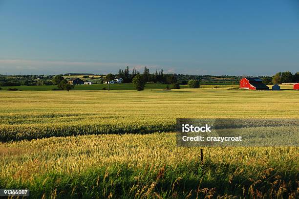 レッドのバーンズでオンタリオ小麦のフィールド - カナダ オンタリオ州のストックフォトや画像を多数ご用意 - カナダ オンタリオ州, オンタリオ州バリー, カナダ