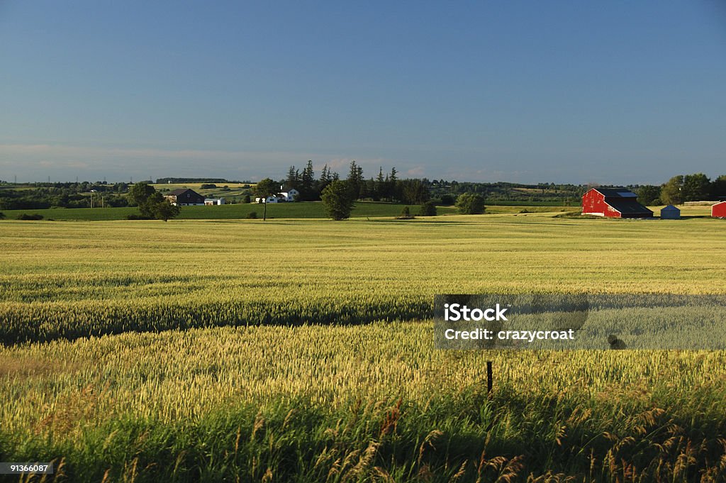 Red stodół w Ontario pszenicy pole - Zbiór zdjęć royalty-free (Ontario - Kanada)