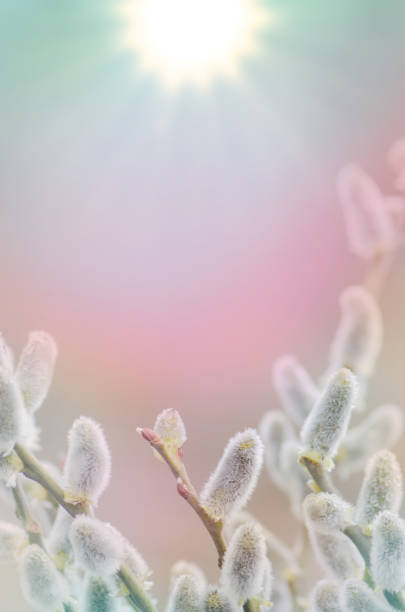 istock Willow branch spring buds on blue and pink background 913661208