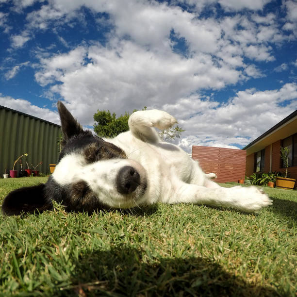 istock Little Dog In Back Yard 913661356
