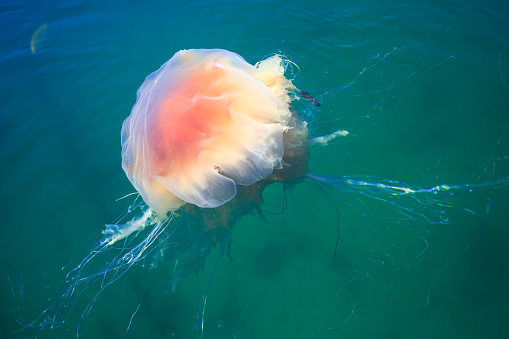 Beautiful vibrant picture of a jellyfish in atlantic ocean, norwegian sea also known as lion’s mane jellyfish, arctic cianea, a giant medusa