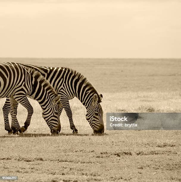 触れる Zebras - 2匹のストックフォトや画像を多数ご用意 - 2匹, Horizon, カラー画像