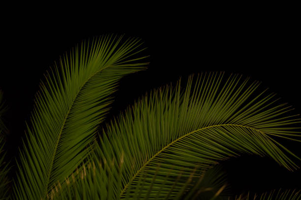 istock Palm Trees at night in Dubrovnik, Croatia 913664776