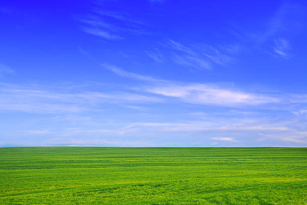 istock Green field against blue sky 91366576