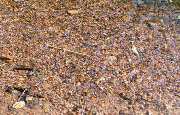 istock water in shallow river with sandy bottom. background, nature. 913665868