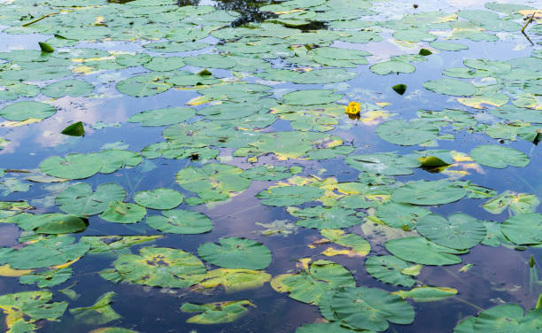 istock water lily in the forest pond. background, nature. 913665908