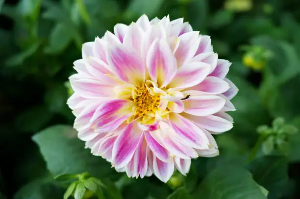 Photo of pink Dahlia Figaro ( Dahlia hybrida ) flower and green leaves, Close up