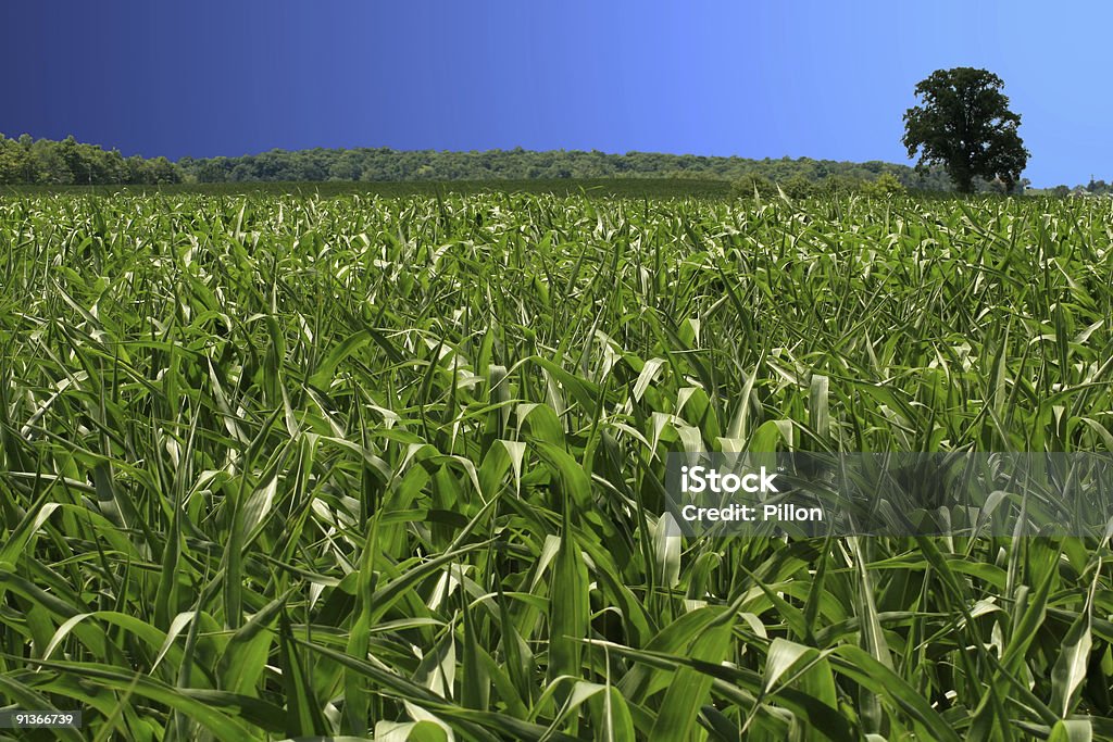 Cornfield de verano - Foto de stock de Agricultura libre de derechos