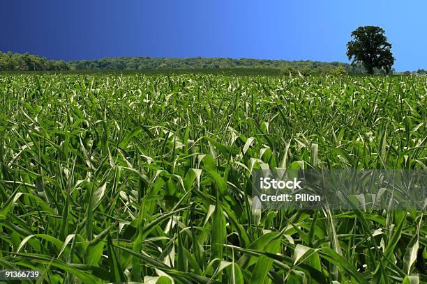 Cornfield De Verano Foto de stock y más banco de imágenes de Agricultura - Agricultura, Aire libre, Azul