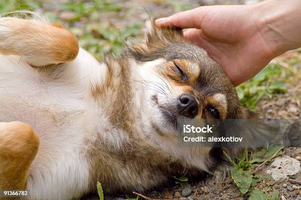 Doggy Gets Pleasure Stock Photo - Download Image Now - Dog, Close-up, Nature