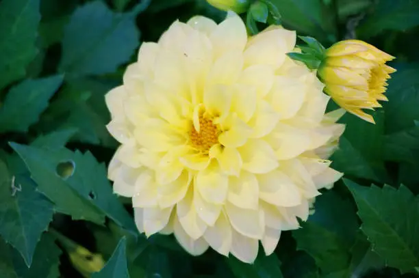 Photo of yellow Dahlia Figaro ( Dahlia hybrida ) flower and green leaves in a garden, Close up