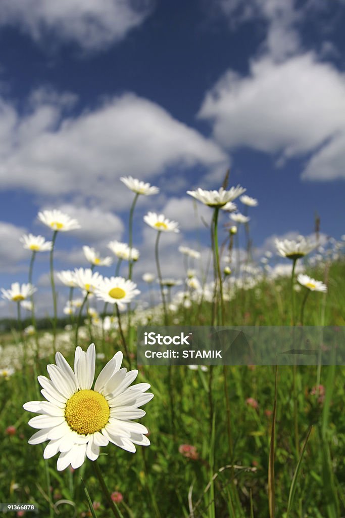 daisies - Photo de Arbre en fleurs libre de droits