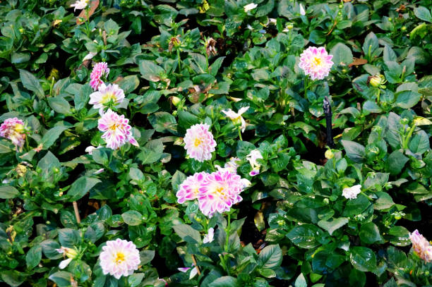 ピンクのダリア フィガロ花の背景 - flower arrangement wildflower bouquet dahlia ストックフォトと画像