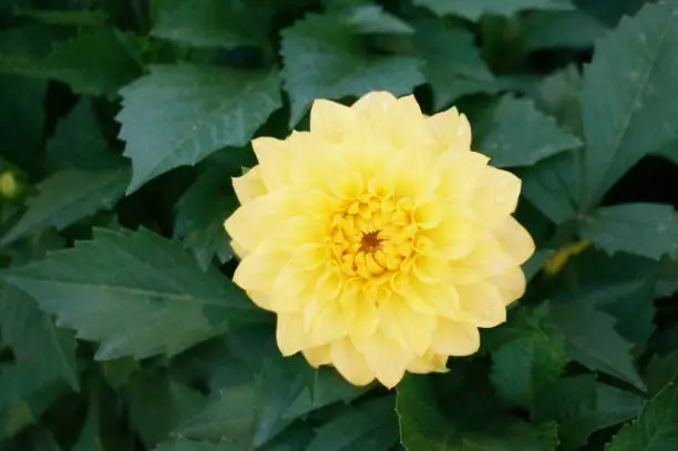 Photo of yellow Dahlia Figaro ( Dahlia hybrida ) flower and green leaves in a garden, Close up