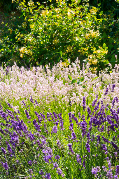 istock Summer lavender garden border 913669204