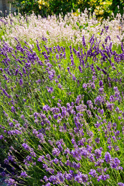 istock Summer lavender garden border 913669258
