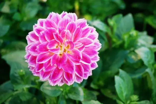 Photo of pink Dahlia Figaro ( Dahlia hybrida ) flower and green leaves in a garden, Close up