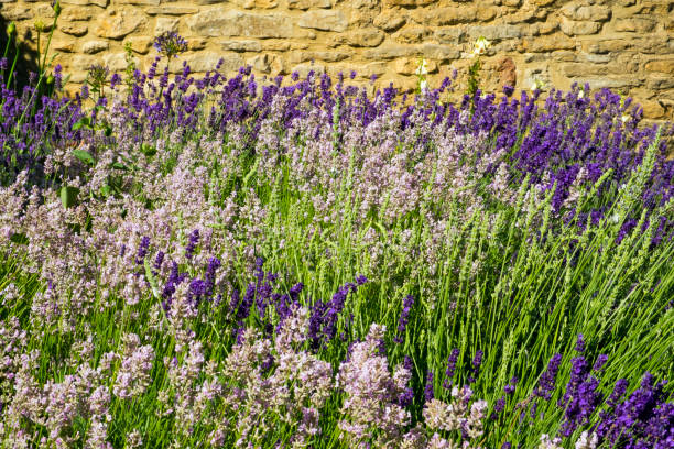 istock Summer lavender garden border 913669712