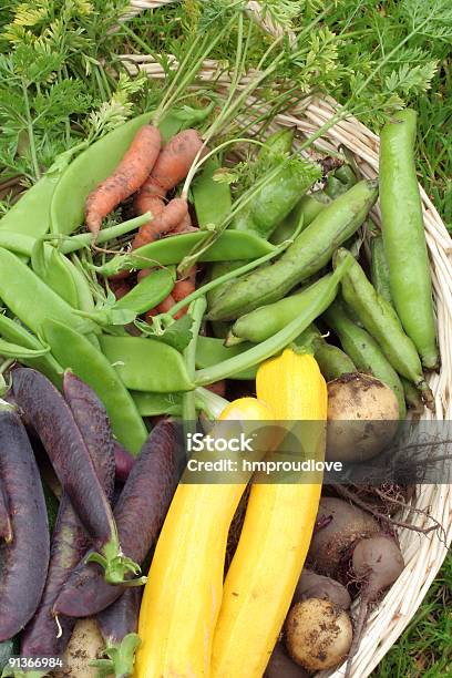 Photo libre de droit de Harvest Kitchen Jardin banque d'images et plus d'images libres de droit de Ail - Légume à bulbe - Ail - Légume à bulbe, Aliment, Betterave rouge