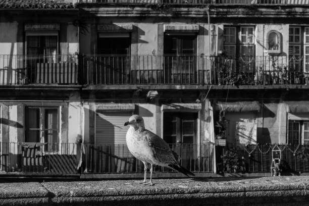 istock Seagull and old buildings in Porto 913670132