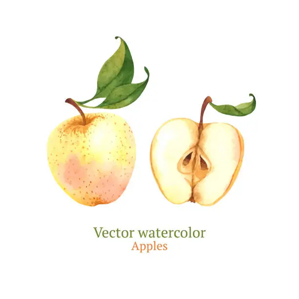 Vector illustration of Apples