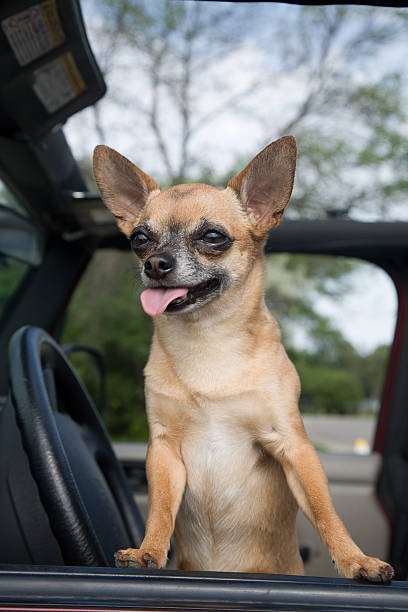 istock Miniature dog in Vehicle 91367073
