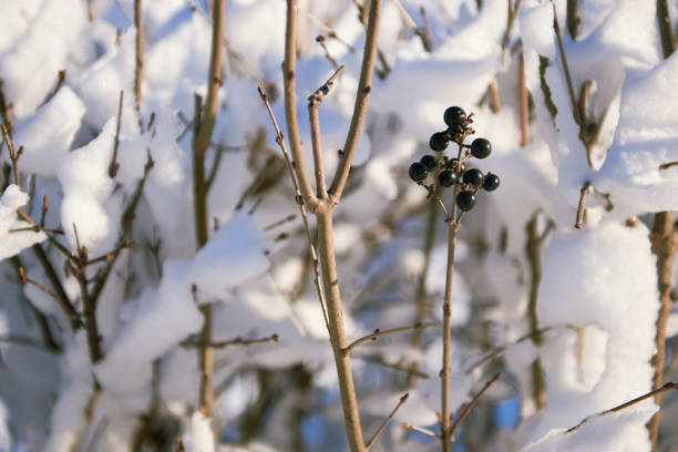 Snow rests on grapevines that have black berries, with a building wall in the background. Sunlight shines, highlighting the winter scene.