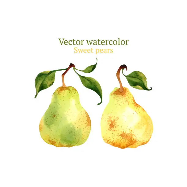 Vector illustration of Pears